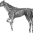 Realising the power of Deep UV Raman spectroscopy to characterise equine synovial fluids